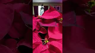 Beautiful Poinsettia redsupport shortvideo [upl. by Abeh]