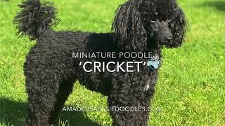 Our miniature black poodle Cricket [upl. by Ferna]