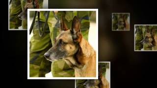 A Tribute to Our Military and Their Service Dogs [upl. by Blinny]