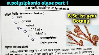 Polysiphonia Algae In hindiStructure classificationHabitat of polysiphonia AlgaeBSc first year [upl. by Alper]