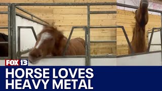 Head banging horse loves heavy metal music  FOX 13 Seattle [upl. by Jak736]