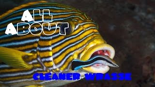 All About The Cleaner Wrasse or BlueStreak Cleaner Wrasse [upl. by Neysa412]