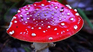 Paddenstoelen IJzerenbos Susteren en omgeving©ton vranken [upl. by Miner]