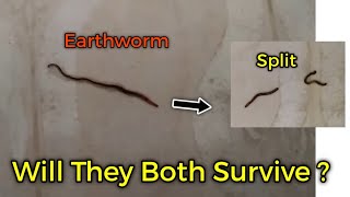 Science of Worm What if Earthworm Split from Center [upl. by Githens]