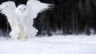 Snowy Owls  Why Is It The Most Skilled Arctic Predator  Wildlife Documentary [upl. by Anyk253]