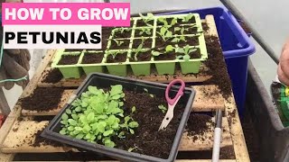 ✅ How to Grow Petunias from Seed  Start to Finish [upl. by Ilocin]