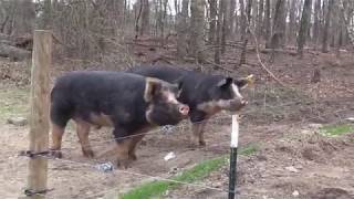 Berkshire Pigs [upl. by Lucie]