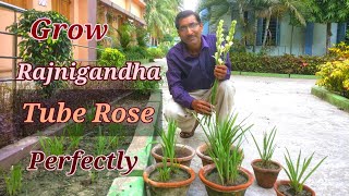 How to Grow and Care TUBEROSE or Rajnigandha in the Perfect Way [upl. by Wivina]