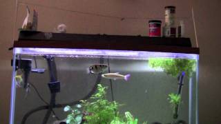 Fish jumps out of tank to feed [upl. by Shelburne735]