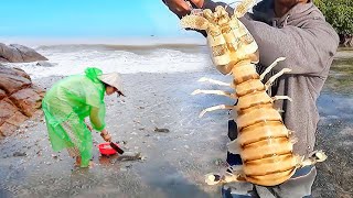 Harvesting supersized mantis shrimp after the storm  Ly Hien Farm [upl. by Sesiom]