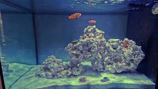 ASMR Nano Reef Tank Day 1 with Rainbow Bubble Tip Anemone [upl. by Ahsiuqat178]