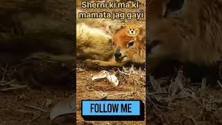 🐱 Sherni ki ma ki mamta jag gayi  ytshorts funnyshorts animalwildlife animalshorts [upl. by Ayenat302]