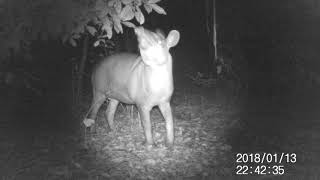 Low Land Tapir in the Brazilian Pantanal  Porto Jofre [upl. by Cown752]