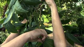 Sampling Pecan Leaves for Nutrition [upl. by Aleyak]