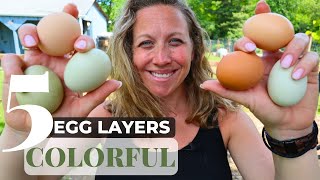 5 Best Colorful EggLaying Chicken Breeds  Discover Vibrant Hens on Your Farm [upl. by Lleryd]