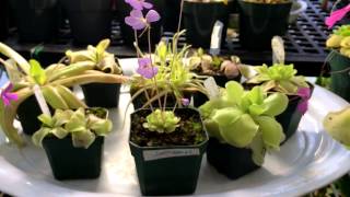 Flowering Carnivorous Plant Update Butterworts as house plants Pinguicula seasonal care [upl. by Cilurzo847]