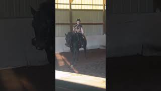 Show day on Sunday blowup horse equestrian [upl. by Blake]