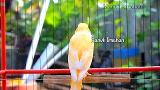 Canary song for mating training of beautiful Belgian canaries 134 [upl. by Lyrem]