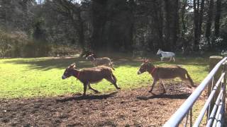 Donkeys enjoying themselves at Woods Farm [upl. by Madalyn145]