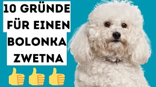 Top 10 Gründe warum Du einen Bolonka Zwetna haben solltest [upl. by Fidelas934]