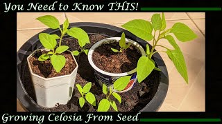 Growing Celosia from Seed You Need to Know THIS [upl. by Vivle]