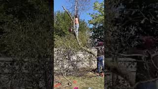 Tree cutting FAILS This could end badly… [upl. by Casanova839]