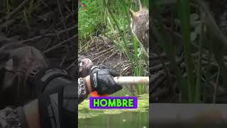 Estaba herido en medio de un lago hasta que 😢😢 reflexiones animales historiareal rescate [upl. by Fauver]