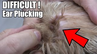 Extreme Dog Ear Plucking [upl. by Emilia]