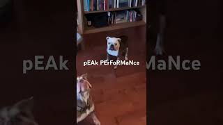 Fatness Influencers music rock mukbank bulldogs englishbulldog beansthebulldog laverne [upl. by Alphonse21]