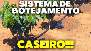 COMO FAZER UM SISTEMA DE IRRIGAÇÃO CASEIRO POR GOTEJAMENTO PARA SUAS FRUTAS  EXPLICANDO NA PRÁTICA [upl. by Rickie]