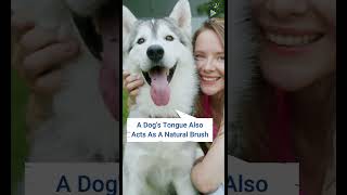 Facts About Dogs Tongue shorts viral dog tongue [upl. by Clauddetta]