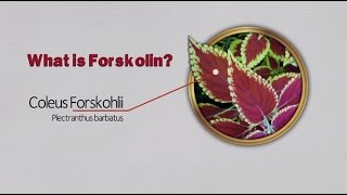 Forskolin review What is Forskolin [upl. by Rebmaed]