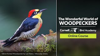 Wonderful World of Woodpeckers [upl. by Nwonknu]