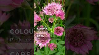 Astrantia  Plants In Focus With Petalberry Garden [upl. by Nalyad]