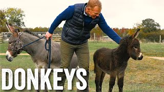 Thinking of keeping donkeys  Adam Hensons Farm Diaries  Ep23 [upl. by Nipha392]