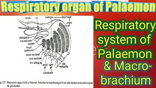 Respiratory Organs of palaemon Respiratory organ in Macrobrachium [upl. by Lilly]