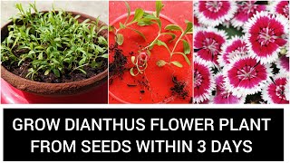 DianthusSweet William flower plant grow from seeds dianthus garden [upl. by Ebbie]