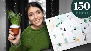 Dieser Pflanzen Adventskalender hatte 2023 den größten Hype [upl. by Otsirave]