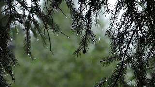 Relaxing Sound of Rain and Wind in Forest 1 Hour  Rain Drops Falling From Trees with Wind [upl. by Lindholm]