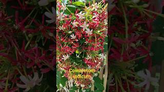 Combretum indicum medicinal plant [upl. by Leon]