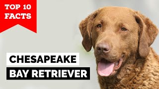 Chesapeake Bay Retriever  Top 10 Facts [upl. by Cinom]