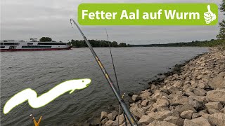 Fetten Aal gefangen auf Wurm am Rhein Ansitzangeln am Rhein Mit Wurm auf Aal Video mit Musik [upl. by Nissie]