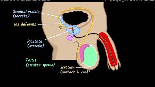 Male reproductive system  Reproduction  Biology class 10  Khan Academy [upl. by Riggins]