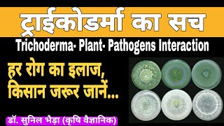 What is Trichoderma  How Trichoderma Work  Trichoderma Plant Pathogens Interactionkhetikadoctor [upl. by Hakkeber187]