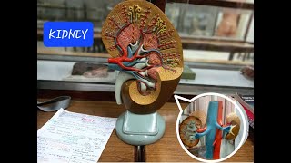 KIDNEY  ANATOMY MODEL 1 [upl. by Farl]