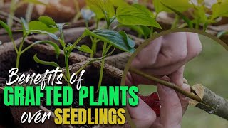 Benefits of Grafted Plants over Seedlings  What is grafted plant and why its better than seedlings [upl. by Ahtnamas437]