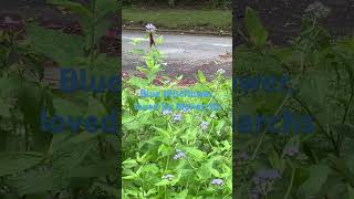 Conoclinium coelestinum Blue Mistflower rich nectar source [upl. by Adnahcal]