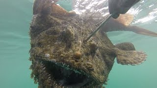 THE DIVE OF A LIFETIME Massive MONKFISH Catch and Cook [upl. by Eyllom]