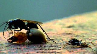 Spider Wasp and the Jumping Spider [upl. by Aimahc]