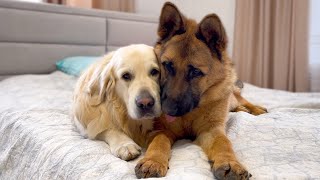 How the Golden Retriever and the German Shepherd Became Best Friends Compilation [upl. by Alton]